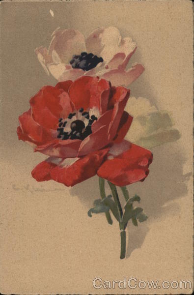 Red and White Flowers with Dark Centers C. Klein