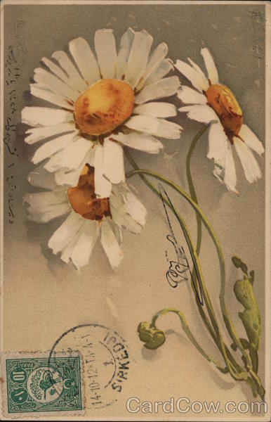 White Daisies C. Klein