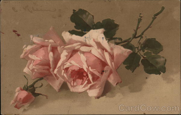 Pink Roses C. Klein