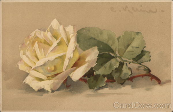 White Rose C. Klein