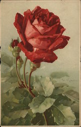 Red Rose C. Klein Postcard Postcard