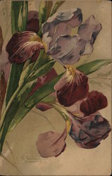Bearded Iris Postcard