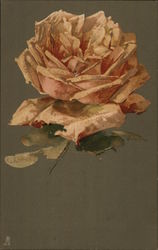 Closeup of Solitary Pink Rose Postcard
