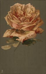 Closeup of Solitary Pink Rose C. Klein Postcard Postcard