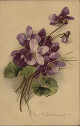 Violets Postcard