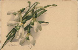 A Drooping Bouquet of White Snowdrops C. Klein Postcard Postcard Postcard