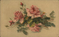 Pink Roses Postcard