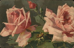 Pink Roses Postcard