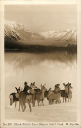 Black-Tailed Deer At Glacier National Park Postcard