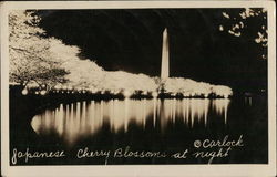 Japanese Cherry Blossoms at Night Washington, DC Washington DC Postcard Postcard Postcard