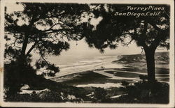 Torrey Pines San Diego, CA Postcard Postcard Postcard