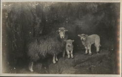 Mama and Two Baby Sheep on Rocks Postcard