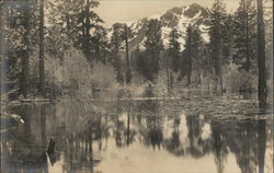 Lake in the Woods Lake Tahoe, CA Postcard Postcard Postcard