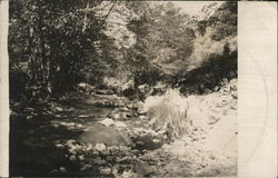 Creek Scene at Cresta Blanca Postcard