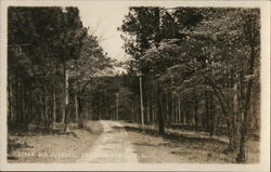 Pines and Dogwood Southern Pines, NC Postcard Postcard Postcard