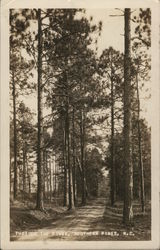 Through the Pines Postcard
