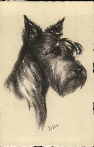 Schnauzer Dogs