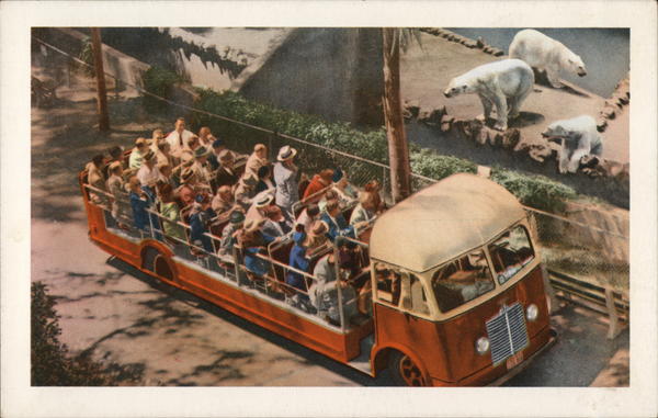 Animal Color Series San Diego California