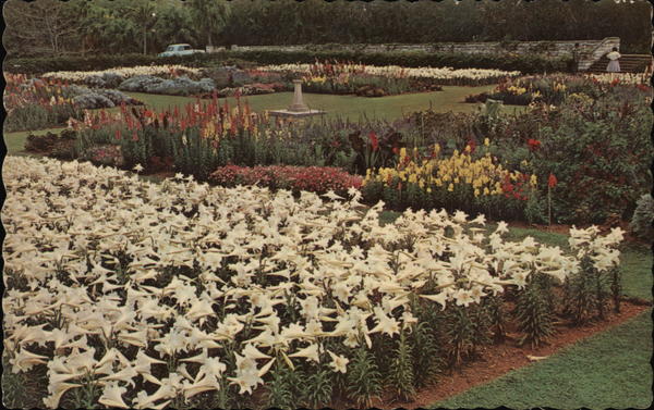 Easter Lilies Paget Bermuda