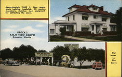 Brock's Palm View Groves Postcard