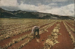 Planting Pineapple Postcard