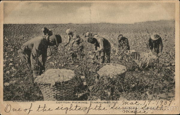 Cotton Picking Pinehurst North Carolina