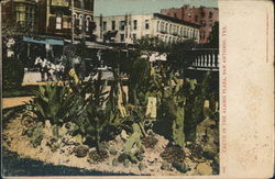 Cacti in the Alamo Plaza Cacti in the Alamo Plaza