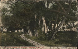 Path through the Willows, Cushings Island Portland, ME Postcard Postcard Postcard