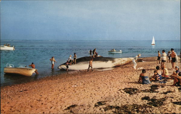 Finback Whale Aground on a Beach Cape Cod Massachusetts