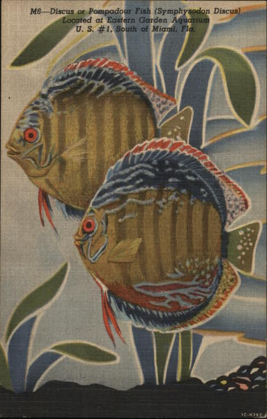Discus or Pompadour Fish, Eastern Garden Aquarium Miami Florida