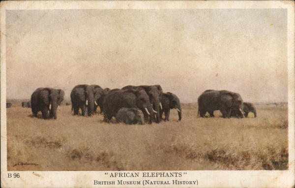 African Elephants