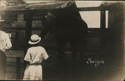 Elephant in Zoo Saigon, Vietnam Southeast Asia Postcard Postcard Postcard