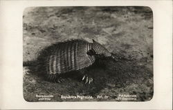 Hairy Armadillo Hairy Armadillo