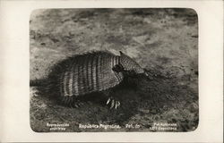 Hairy Armadillo Argentina Postcard Postcard Postcard