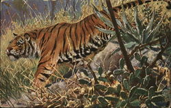 Tiger in Jungle Postcard