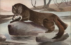 Mink with Caught Fish Postcard