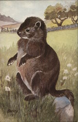 Illustration of Woodchuck Postcard Postcard