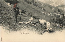 Woman & Goats Postcard