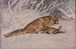 Illustration of Fox with Rabbit Prey Postcard Postcard