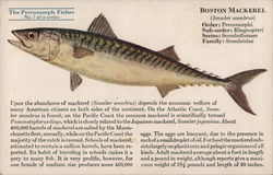 Boston Mackerel Postcard