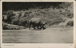 Rhino in Water Postcard