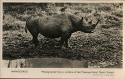 Photo of Rhinoceros Postcard Postcard