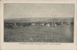 A Round-Up Scene Postcard