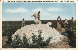 In San Diego's Back Country: The World's Best Cotton In San Diego's Back Country: The World's Best Cotton
