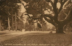 The Oaks, University of California The Oaks, University of California