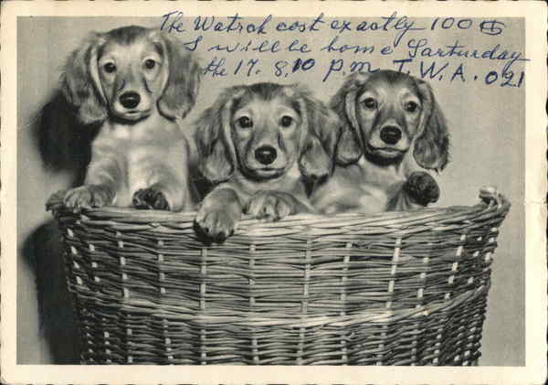 Three Puppies in a Basket Dogs
