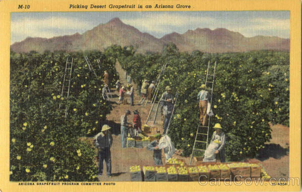 Picking Desert Grapefruit In An Arizona Grove Farming