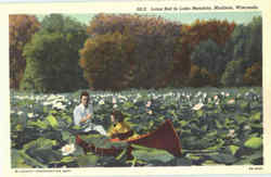 Lotus Bed In Lake Mendota Postcard