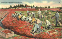 Harvesting Cranberries On Cape Cod Postcard