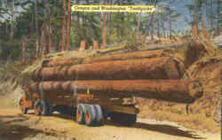 Oregon And Washington Toothpicks Logging Postcard Postcard